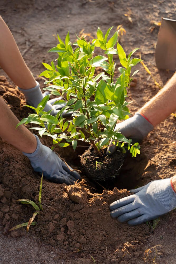 Tree Plantation
